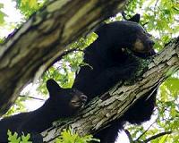 Genetic maps help conservation managers maintain healthy bears