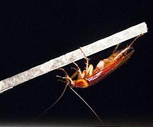 Stealth behavior allows cockroaches to seemingly vanish