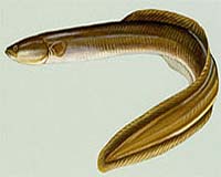 Dutch to impose temporary eel fishing ban
