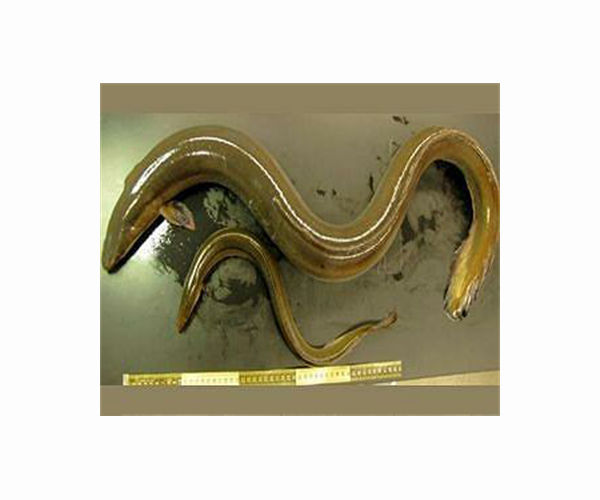 'Astonishing': Eaten eels recorded escaping from fish guts