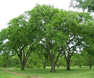 Scientists clone 'survivor' elm trees