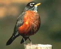 West Nile Virus Devastates Many US Bird Species