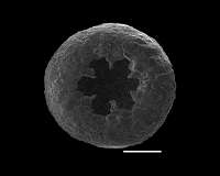 Amoebae diversified at least 750 million years ago, far earlier than expected