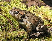 Climate change causes high, but predictable, extinction risks