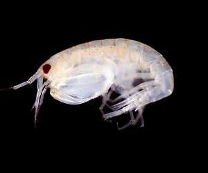 New actors in the Arctic ecosystem: Atlantic amphipods are now reproducing in Arctic waters