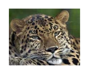 Nepal hunts leopard that killed five people