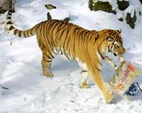 'Tiger heavyweight' Nepal hosts anti-poaching summit