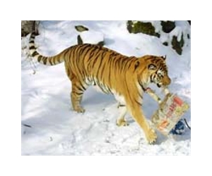 Rare tiger killed in Nepal