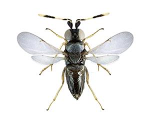 Thailand to unleash swarm of wasps on crop pest