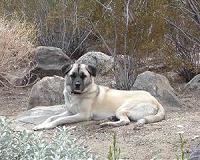 Caveman's best friends? Preserved Ice Age puppies awe scientists