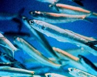 Migrating animals' pee affects ocean chemistry