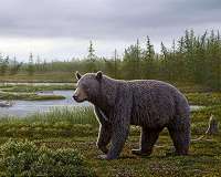 Fossil shows ancient bear had a sweet tooth