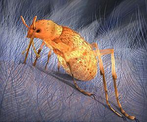 Jurassic pain: Giant 'flea-like' insects plagued dinosaurs 165 million years ago