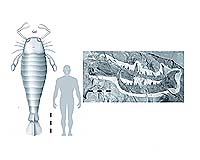 390-Million-Year-Old Scorpion Fossil Is The Biggest Known Bug