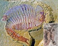 Geologist, artist team up to recreate ancient arthropod ecosystems