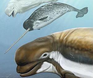 Ancient whale species sheds new light on its modern relatives