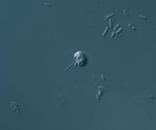 Chromatin originated in ancient microbes one to two billion years ago
