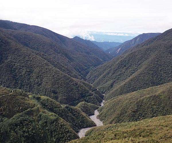 Colombian deforestation up 8% in 2020: ministry