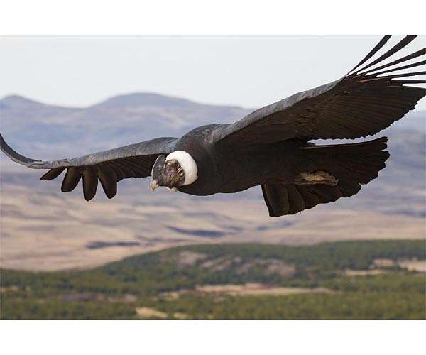 California condors fly over Redwood National Park for first time since 1892