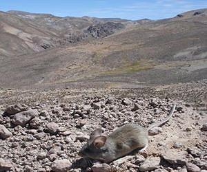 At high altitude, carbs are the fuel of choice
