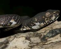 An arms race among venomous animals