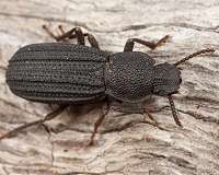 Fossil beetles suggest that LA climate has been relatively stable for 50,000 years