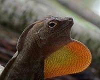 New framework sheds light on how, not if, climate change affects cold-blooded animals