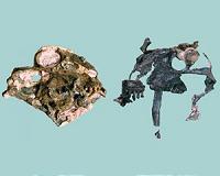 With teeth like that, this pre-dinosaur vegetarian was no push over