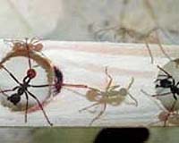 Ants Show Us How To Make Super-Highways