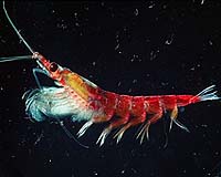 Tiny Sea Creatures Linked To Large-Scale Ocean Mixing