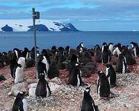 Island formation promotes penguin diversity