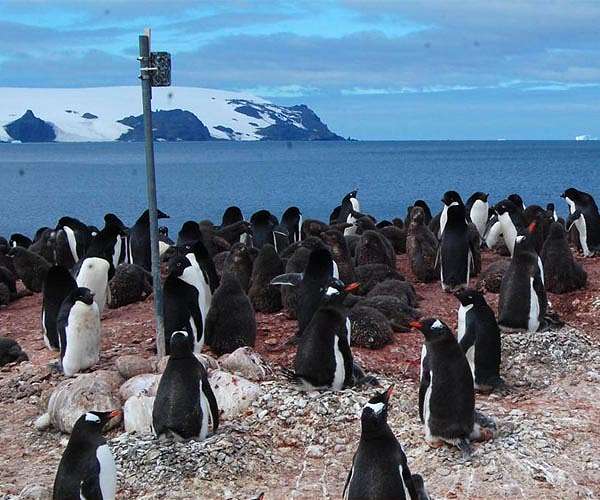 Penguins bring forward breeding season as Antarctica warms: study