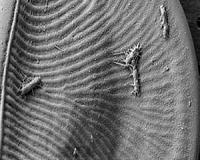 Research spotlights a previously unknown microbial drama