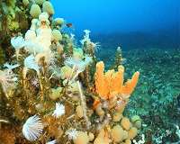 World-first uses satellites and ocean models to explain Antarctic seafloor biodiversity