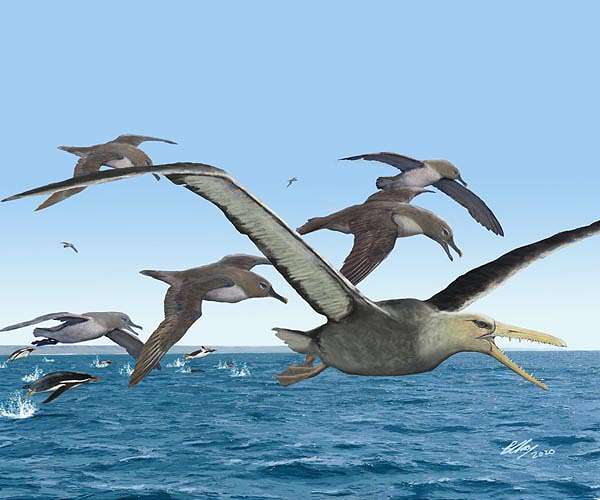 Antarctica yields oldest fossils of giant birds with 21-foot wingspans