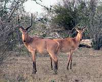 Decline of grass threatens world's most endangered antelope