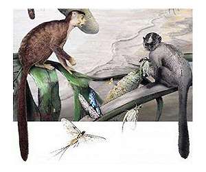 Primates Are More Resilient Than Other Animals To Environmental Ups And Downs