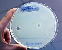 Researchers discover new antibiotics by sifting through the human microbiome