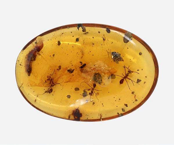 Division of labor in ants goes back over 100 million years