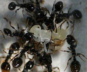 Slave rebellion is widespread in ants
