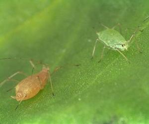 Breaking The Aphid Code