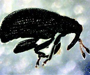 An Old Pest Reemerges in Organic Orchards