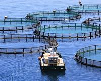 Collaboration key to sustainable fish and shellfish farming