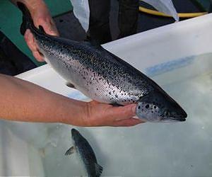 Swedish companies breach salmon export ban: report