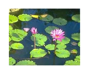Most plant species important in various and varying ecosystems