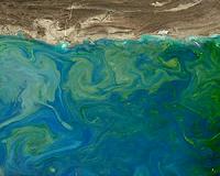 Shift in Arabian Sea Plankton May Threaten Fisheries