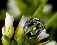 Scientists discover why flowers bloom earlier in a warming climate