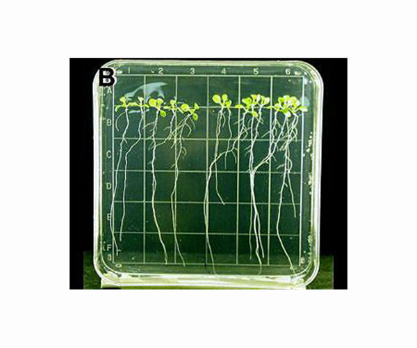 Students aid NASA's plant growth research in space