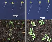Helping plants pump iron