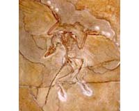 Agonized Death Throes Probable Cause Of Pose Of Many Dino Fossils